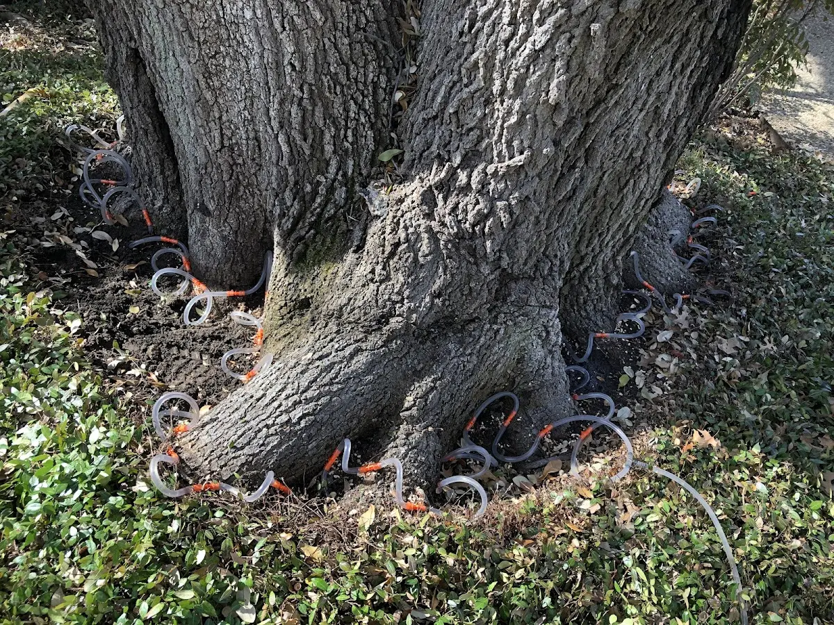 Detailed Tree Cabling and Bracing job site in Billerica