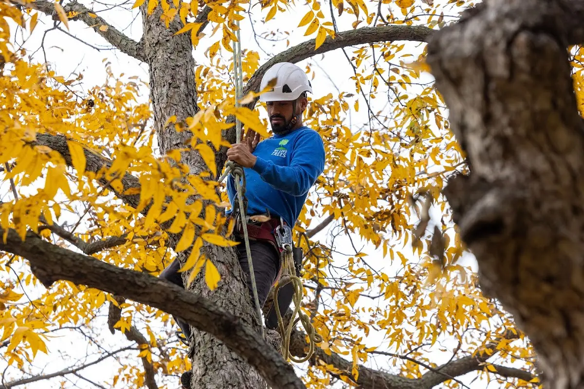Skilled Tree Pruning crew working in Billerica