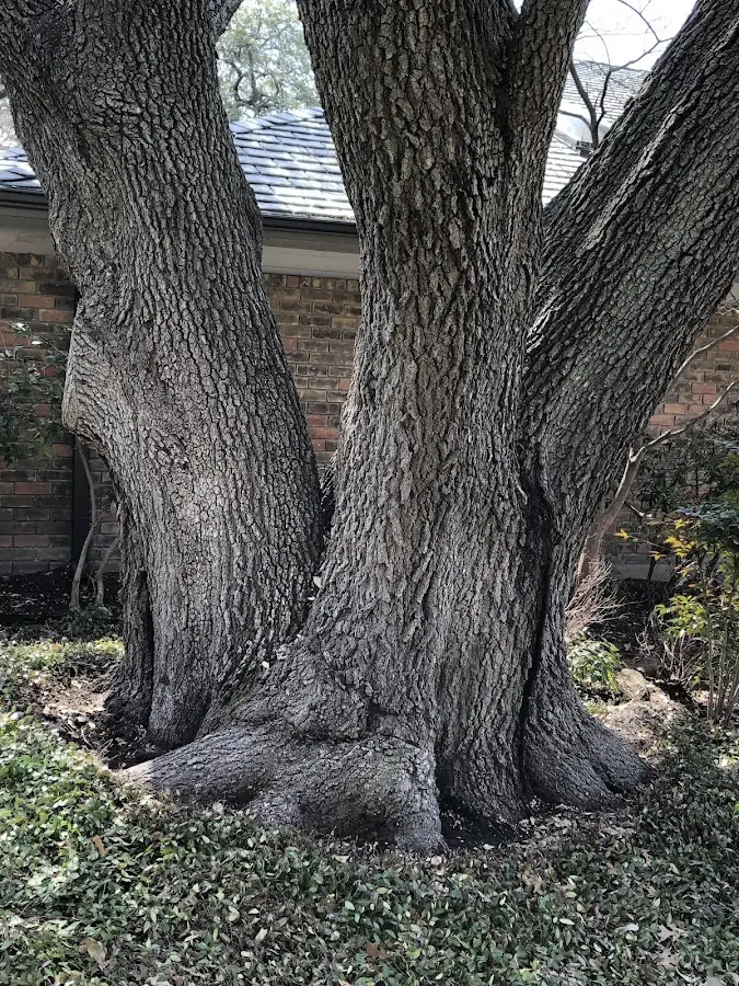Mature heritage tree close to a Billerica property cared for by certified arborists